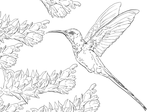 Swallow Tail Hummingbird Coloring Page